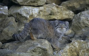 В Ленинградском зоопарке появился на свет детеныш манула / События на ТВЦ