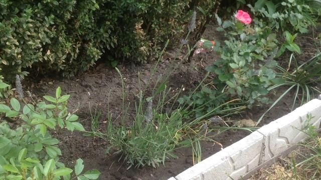 Лаванда-лучшая спутница роз смотреть онлайн