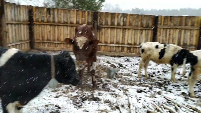 Когда алабай сердится смотреть онлайн