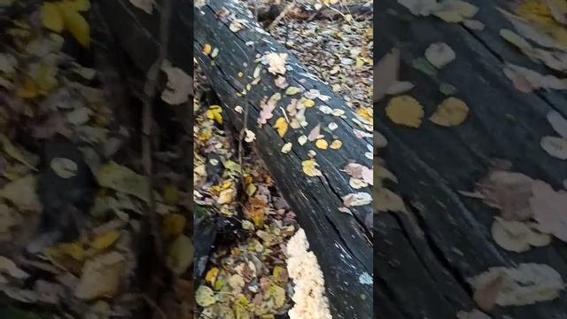 Гериций коралловидный( ежовик коралловидный) смотреть онлайн