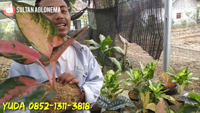 OBRAL AGLONEMA PROMO CUCI GUDANG MONGGO DIPESAN SEBELUM KEHABISAN смотреть онлайн
