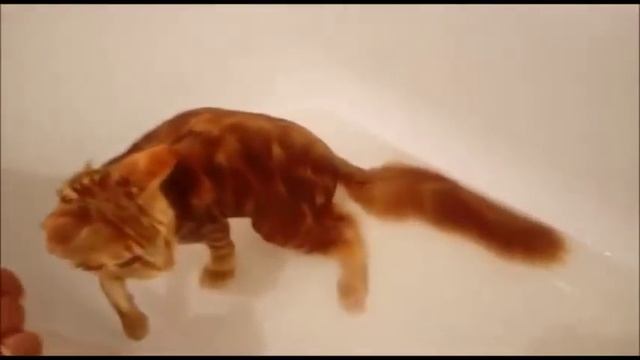 Купаем Мейн Кун Девочка Вайлет 5 месяцев #mainecoon#котята смотреть онлайн