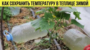 Даже и не знала как ЛЕГКО и ПРОСТО сохранить температуру зимой в неотапливаемой ТЕПЛИЦЕ