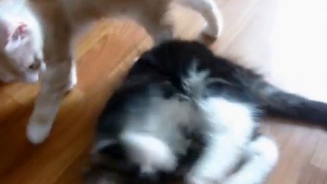 Котята мейн кун и их родители смотреть онлайн