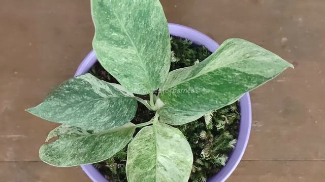 Schismatoglottis Sp Kalimantan Variegata