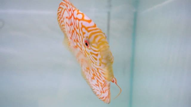 Golden Checkerboard Diskus-Zuchtpaar | Golden Checkerboard Discus Breeding Pair смотреть онлайн