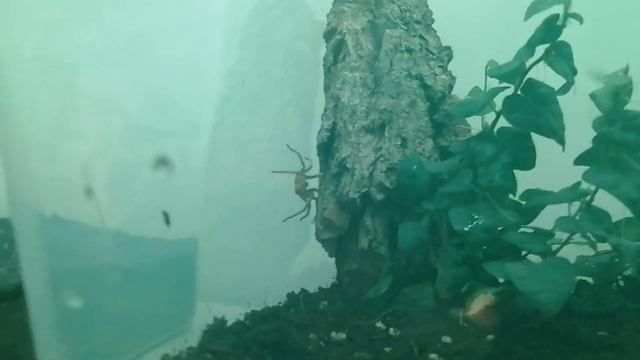 Attack -Phoneutria fera - смотреть онлайн