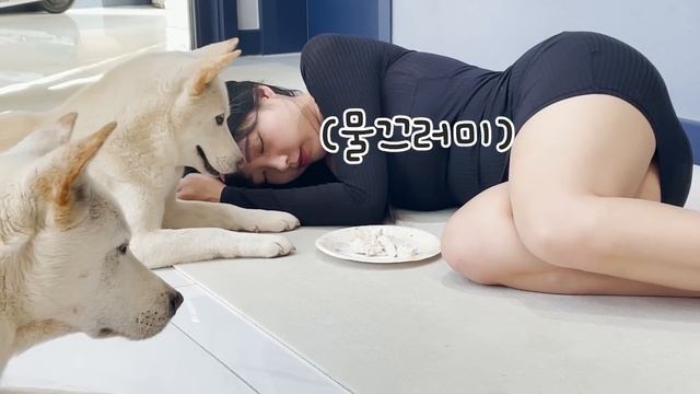 간식주다 죽은 척 했는데 예상치 못한 진돗개 반응..!! смотреть онлайн