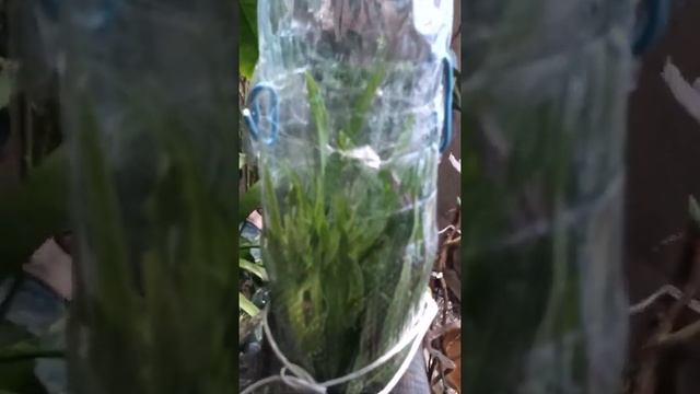 мой опыт укоренение сложных растений -ногоплодник подокарпус #plant п #flower #citrus комнатное смотреть онлайн