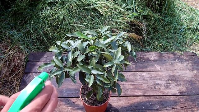 Защита комнатных растений от болезней и вредителей смотреть онлайн