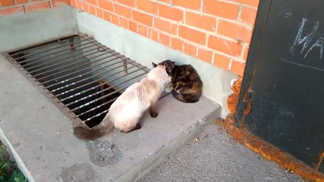 Коты чуть не подрались. смотреть онлайн