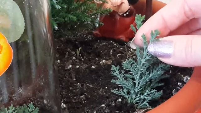 Туя комнатная. Что за гриб вырос в горшочке? Попытка размножения туи. смотреть онлайн