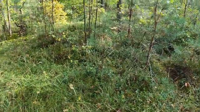 Проверил грибы во мховом лесу смотреть онлайн