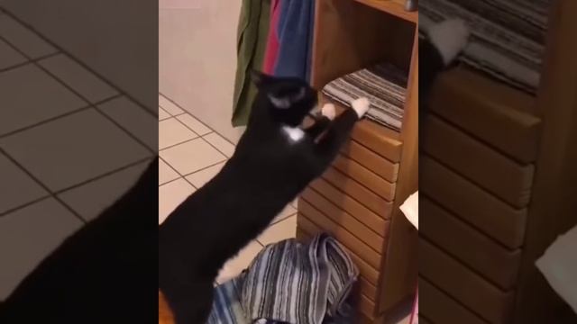 Котик делает уборку смотреть онлайн