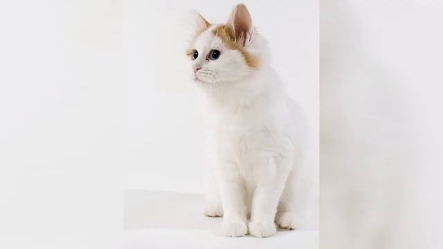 🐱 Cats 101 🐱 TURKISH VANKEDISI - Top Cat Facts about the TURKISH VANKEDI смотреть онлайн