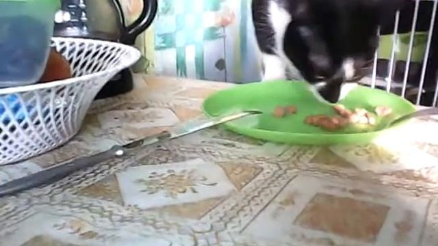 Животные 21 века!!! Кошка ест за столом!!!!! смотреть онлайн
