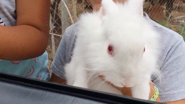 Испанские дети очень любят животных!Белая крольчиха смотреть онлайн