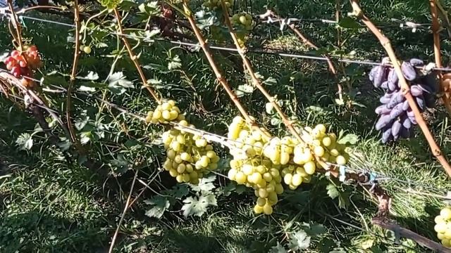 @Виноград Мускат медовий станом на 02 09 22 Виноградник Гергеля смотреть онлайн