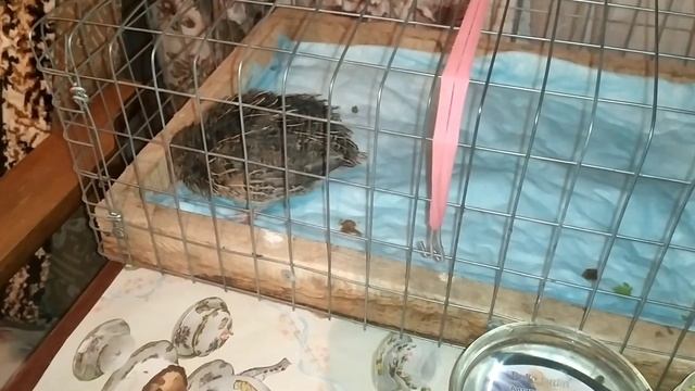 ЧТО СЛУЧИЛОСЬ С ЦЫПЛЕНКОМ?!?ЖИВ ЛИ ОН ВООБЩЕ??)) смотреть онлайн