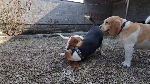 Джек Рассел и Бигль часть 2 [ Jack Russell and Beagle] смотреть онлайн
