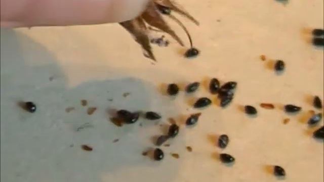 Saving Seeds ~ Wild Red Columbine