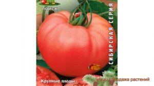 Томат обыкновенный Алтайский розовый ? обзор: как сажать, семена томата Алтайский розовый