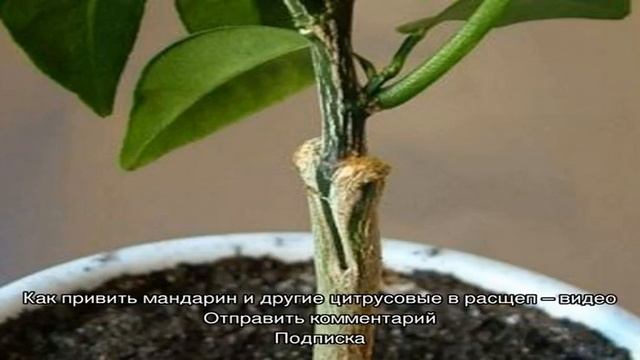 Как привить мандарин в домашних условиях — сроки и способы смотреть онлайн