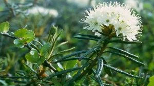 Применение Багульника. Багульник болотный. Настой багульника (3 рецепта))