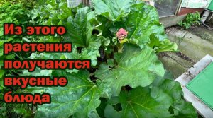 Обязательно посадите в саду ревень!