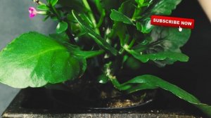 Как обрезать Каланхоэ если оно вытянулось после цветения ? Обрезка Каланхоэ Блоссфельда и Каландива