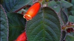 как ухаживать за колерией