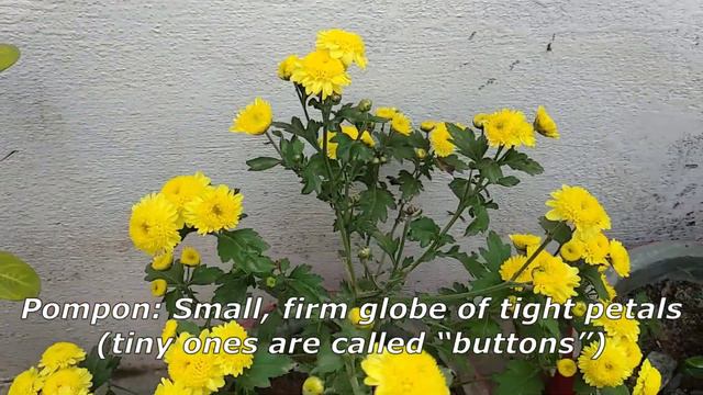 Chamanthi Flowers | Details of Chamathi tree | Chrysanthemums | Varieties of Chrysanthemum Flower смотреть онлайн