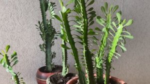 Мои молодые Молочаи трехгранные. Первая пересадка и обрезка.