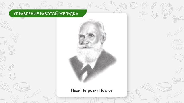 Регуляция пищеварения и методы её изучения смотреть онлайн