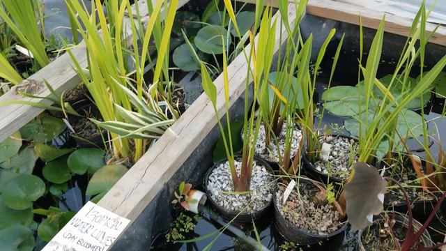 New pond plants and koi have arrived смотреть онлайн