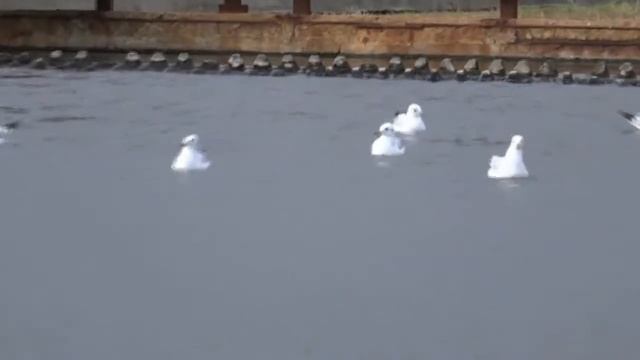 Мы однажды вместе с Васей отдыхали на турбазе! смотреть онлайн