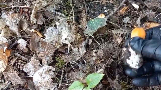 Видео от Инги. На хуторе и в лесу. смотреть онлайн