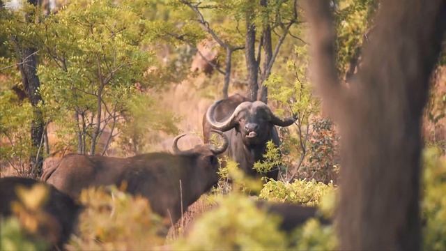 4K African Wildlife: Etosha National Park, Namibia - Scenic Wildlife Film With Real Sounds