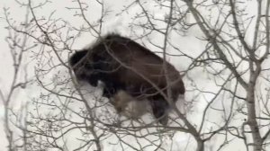 Бизон – Вспыльчивый ТИТАН степей! Огромный бык, с которым лучше не связываться!