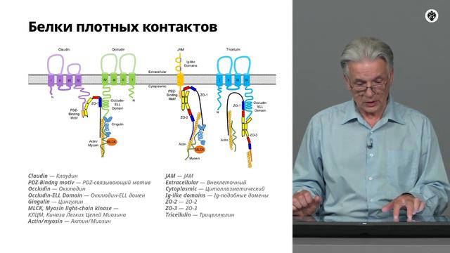 5.6 Парацеллюлярная проницаемость эпителия при действии вирусов смотреть онлайн
