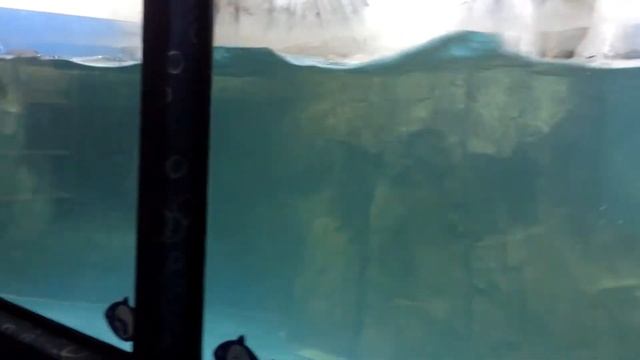 Морской котик в Казанском океанариуме. смотреть онлайн