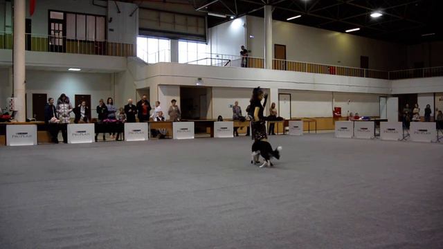 Открытый Фристайл Саляева Наталья Сергеевна бордер-колли INGARDIA RIVERDANCE смотреть онлайн