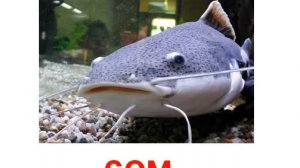 Животные рыбы пресноводные звук