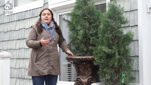 Как Зимуют Растения в Вазонах ✔️ Простой Способ сохранить растения Зимой смотреть онлайн