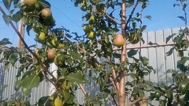 Нужно было раньше ее купить .Хороший помощник всегда в цене. смотреть онлайн