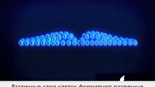 Имплантация и развитие эмбриона смотреть онлайн