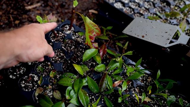 Perennials $old - Overwintering Rooted Cuttings - Plant Propagation Ep-9
