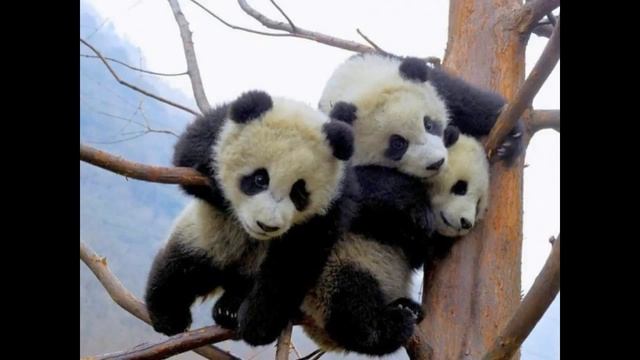 Pandas photo (Панды фото panda) смотреть онлайн