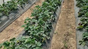 Клубника Сан-Андреас сорт для пром посадок. Летнее плодоношение.