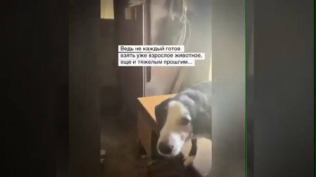 Помощь животным смотреть онлайн